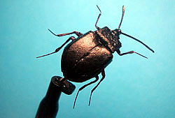 Fly