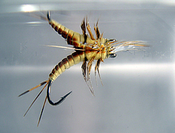 Fly