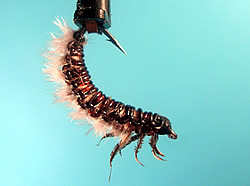 Fly