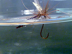 Fly