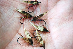 Fly