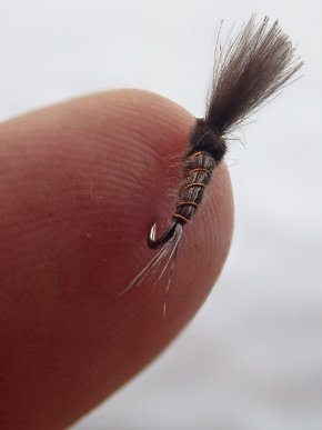 Fly