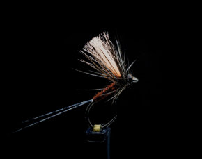 Fly
