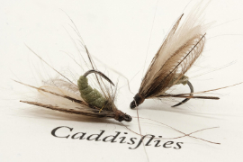 Fly