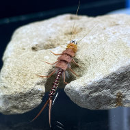 Fly